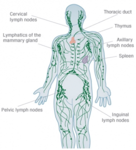 Lymphoedema – Bio Health Centre